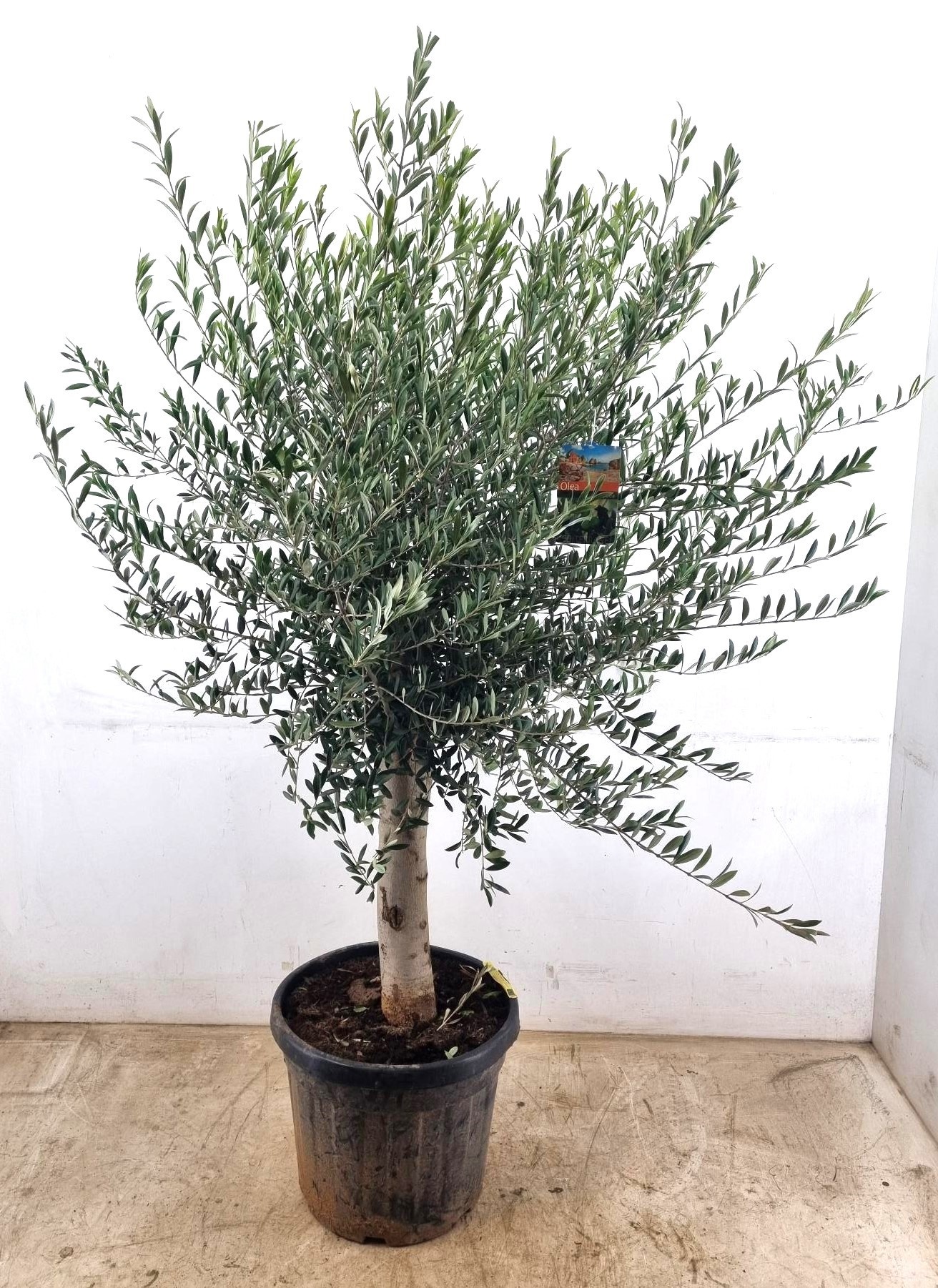 Olea europaea, D 45 cm