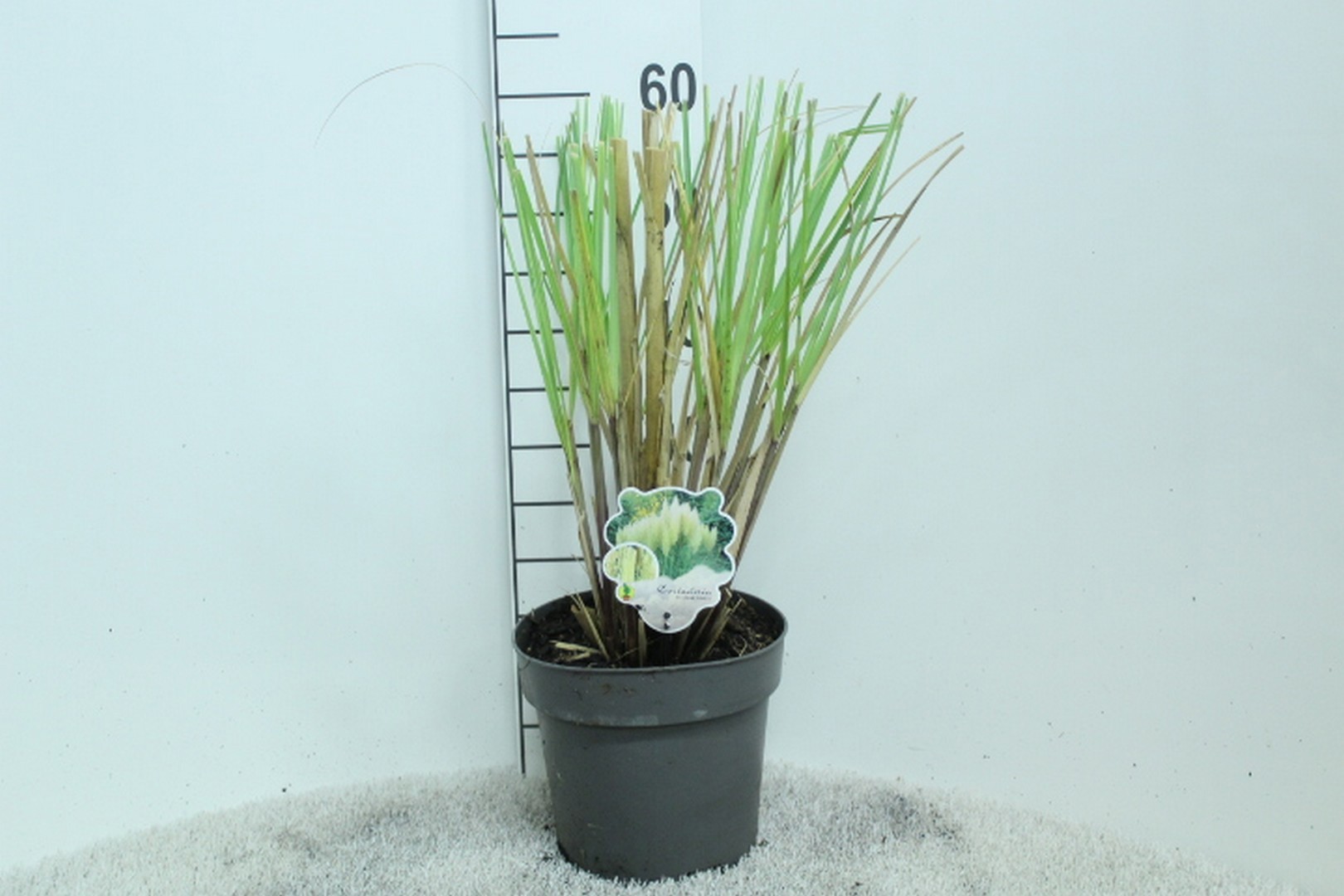Cortaderia selloana 'Pumila' P23, D 23