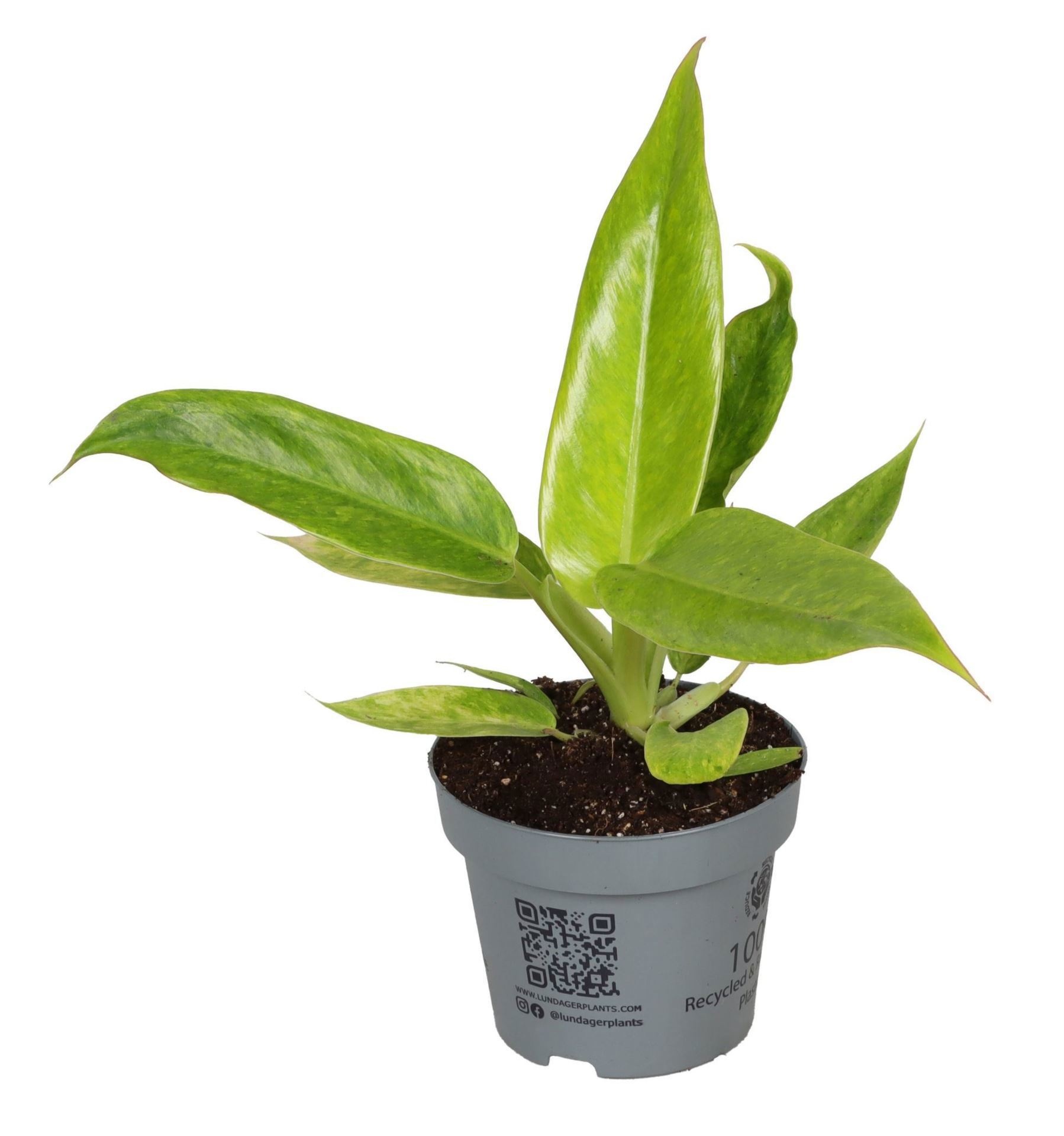 Philodendron Calkins Gold 12 cm, D 12