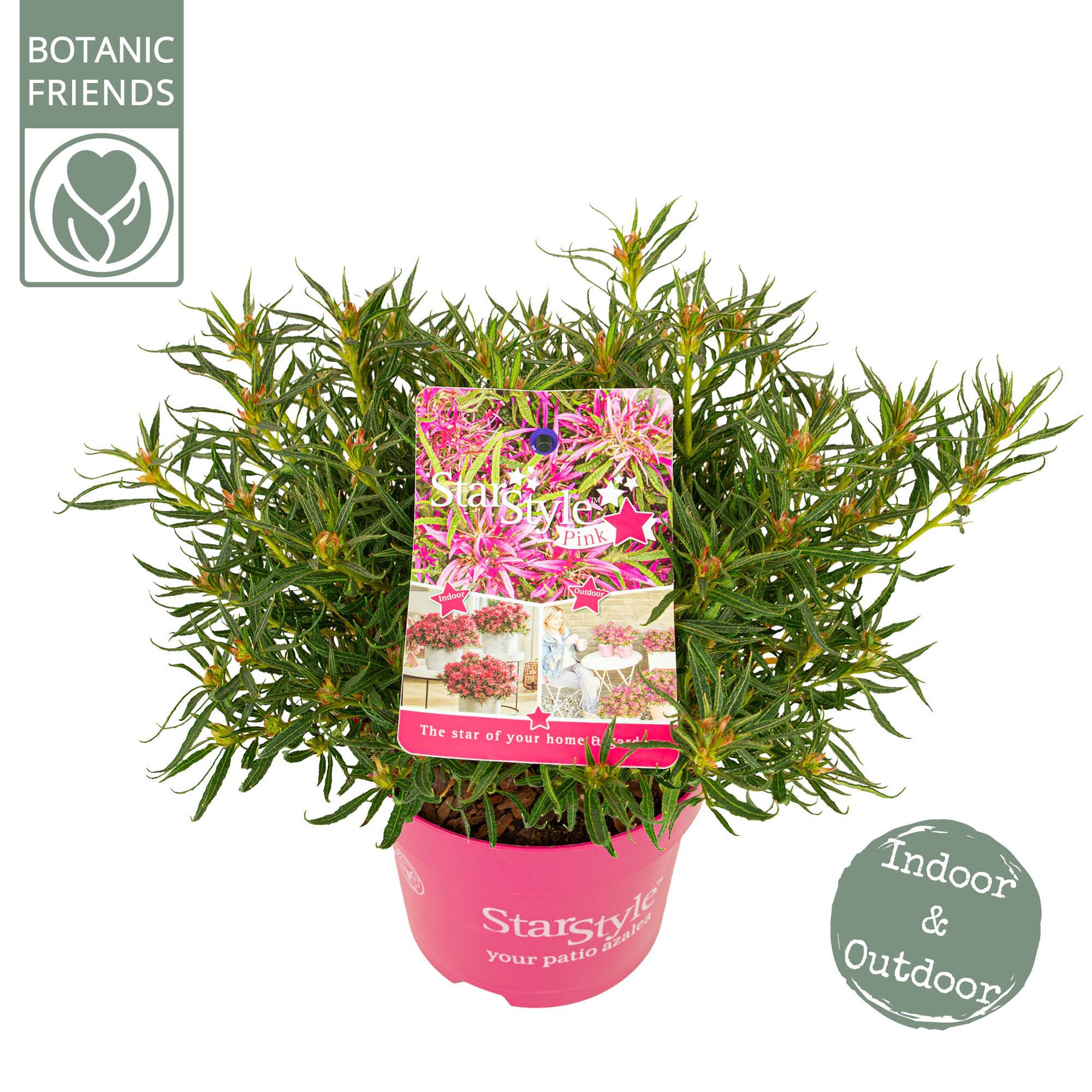 Azalea 'Starstyle Pink' ®, D 15
