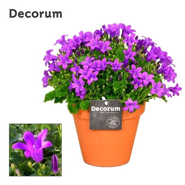 Campanula Porto LL Decorum Patio Pot TC, D 13