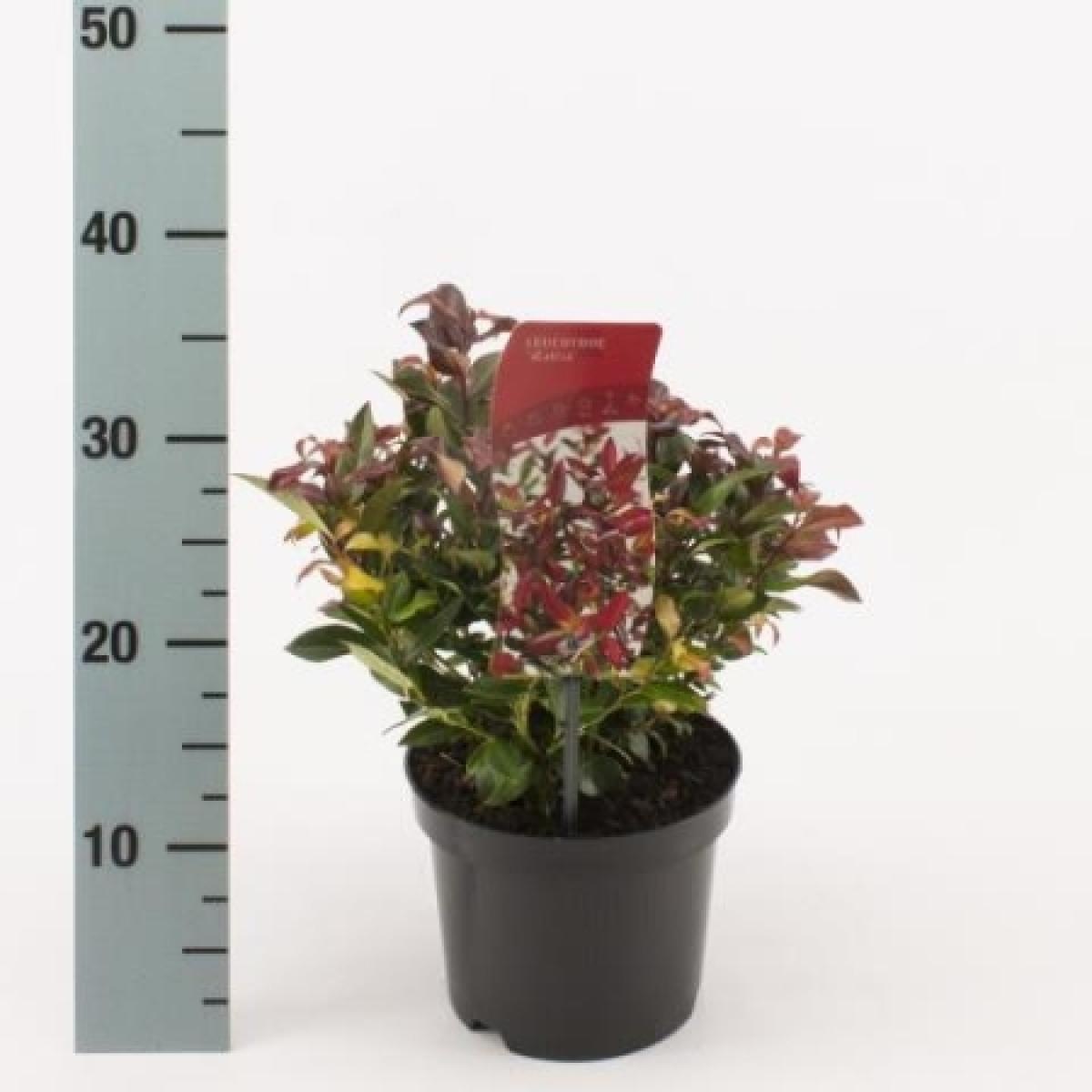 Leucothoe 'Zeblid', D 17