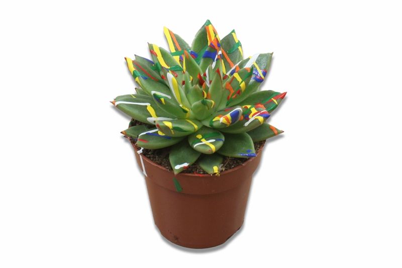 Miranda + Splash, D 8,5 cm