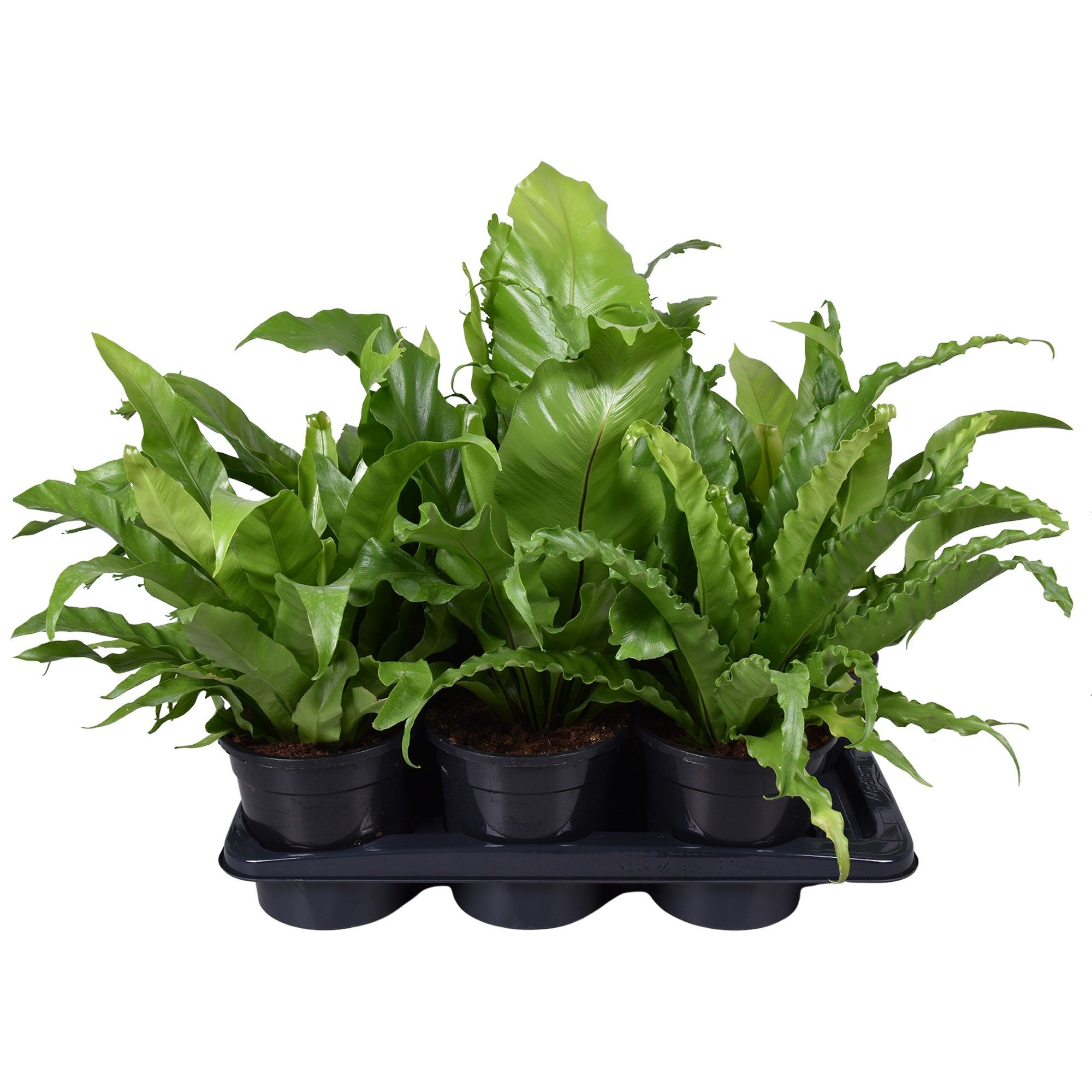 Asplenium Gemengd, minimaal 4 soorten, D 17