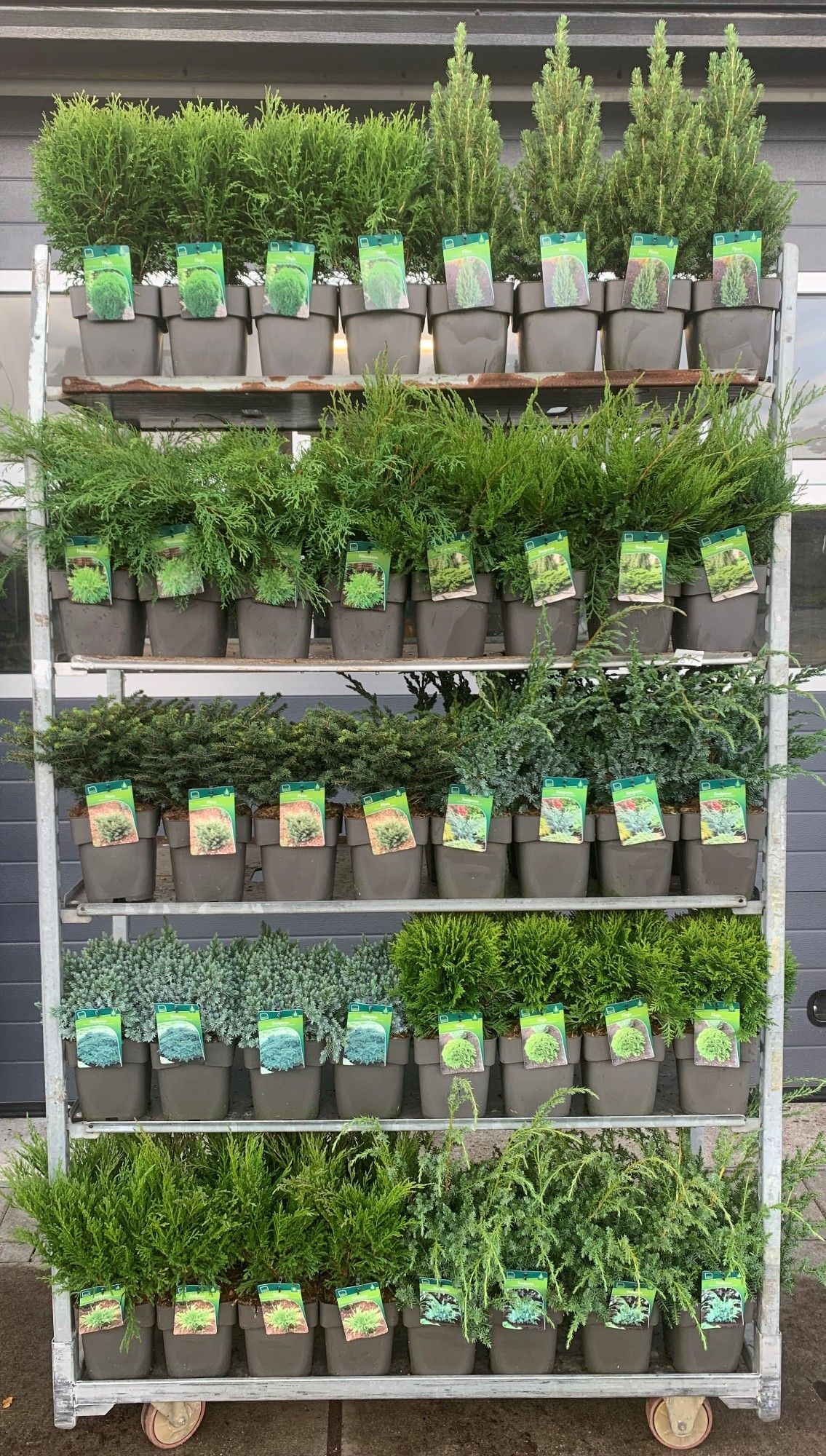 Coniferen overig, D 19