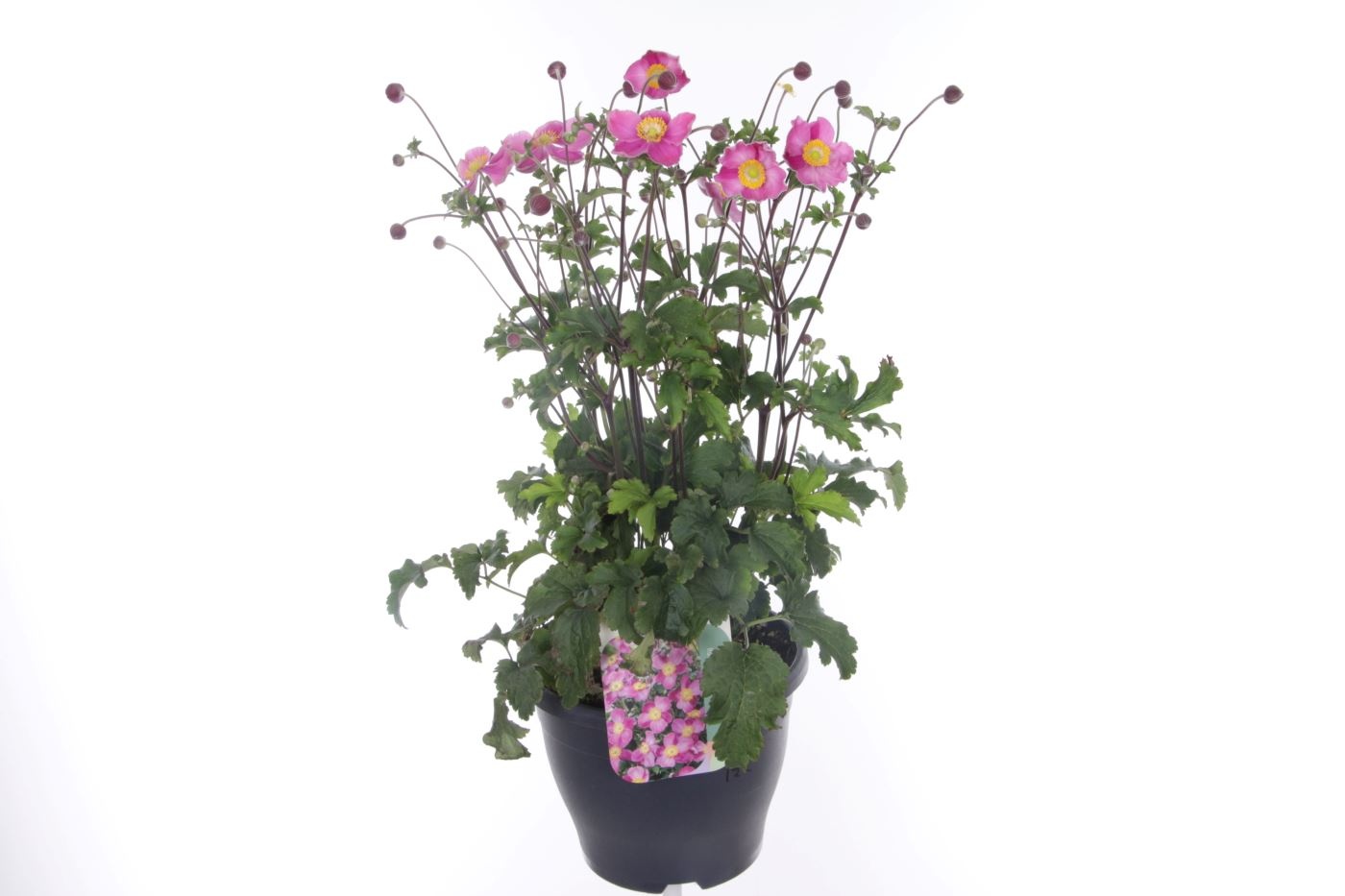 Anemone hup. Summer Breeze Bright Pink, D 23