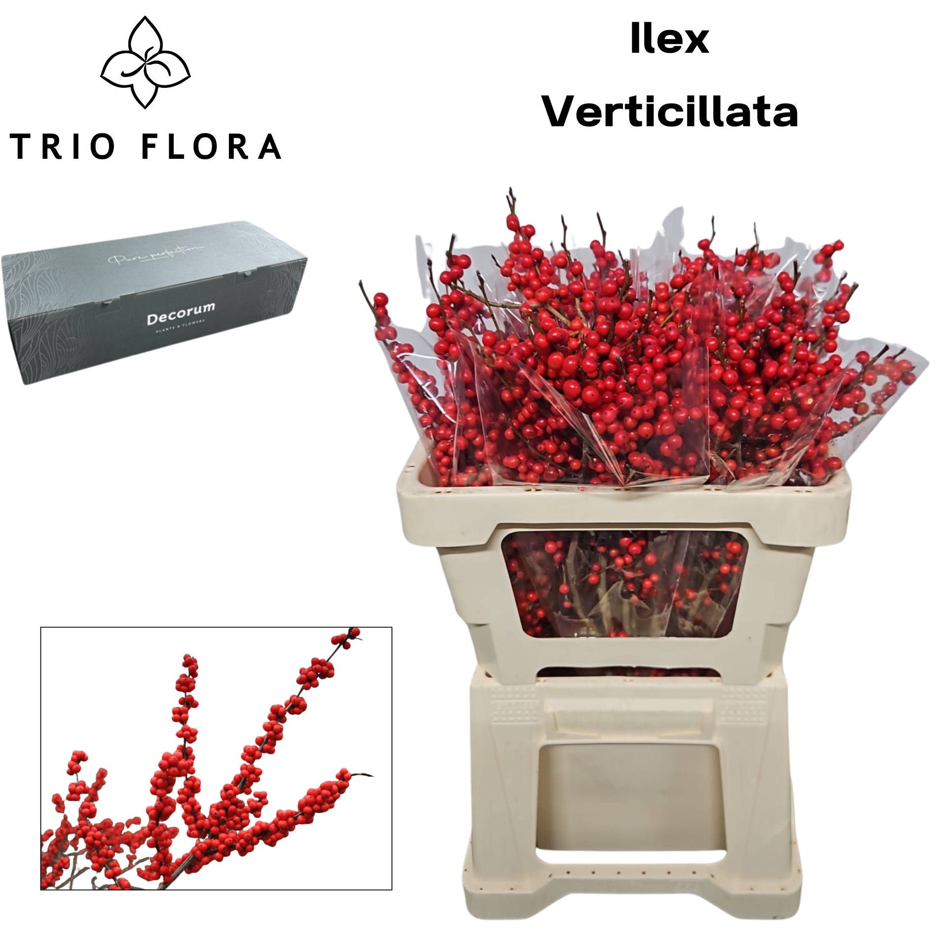 Илекс Красные ягоды 50, шт.