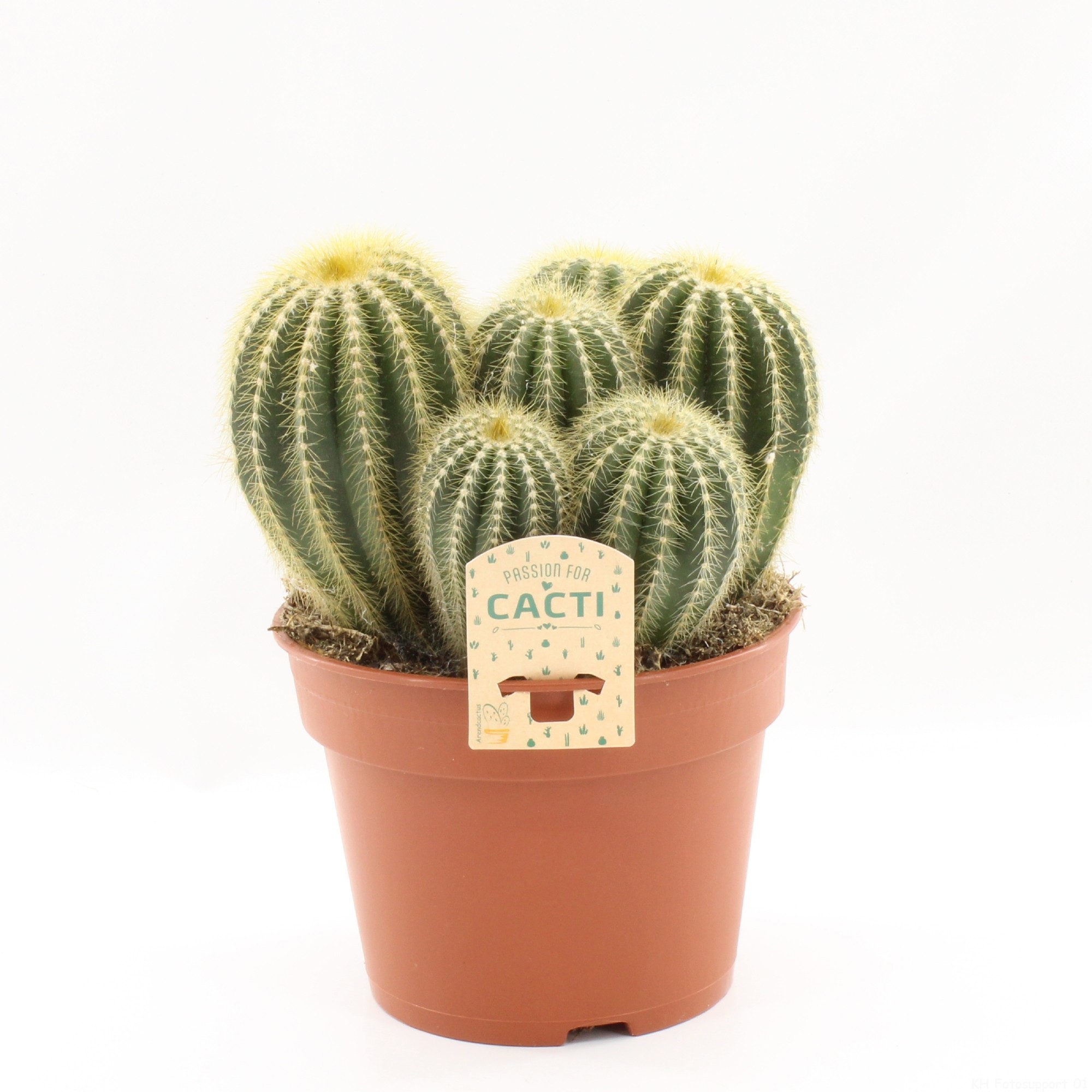 Parodia magnifica p17, D 17