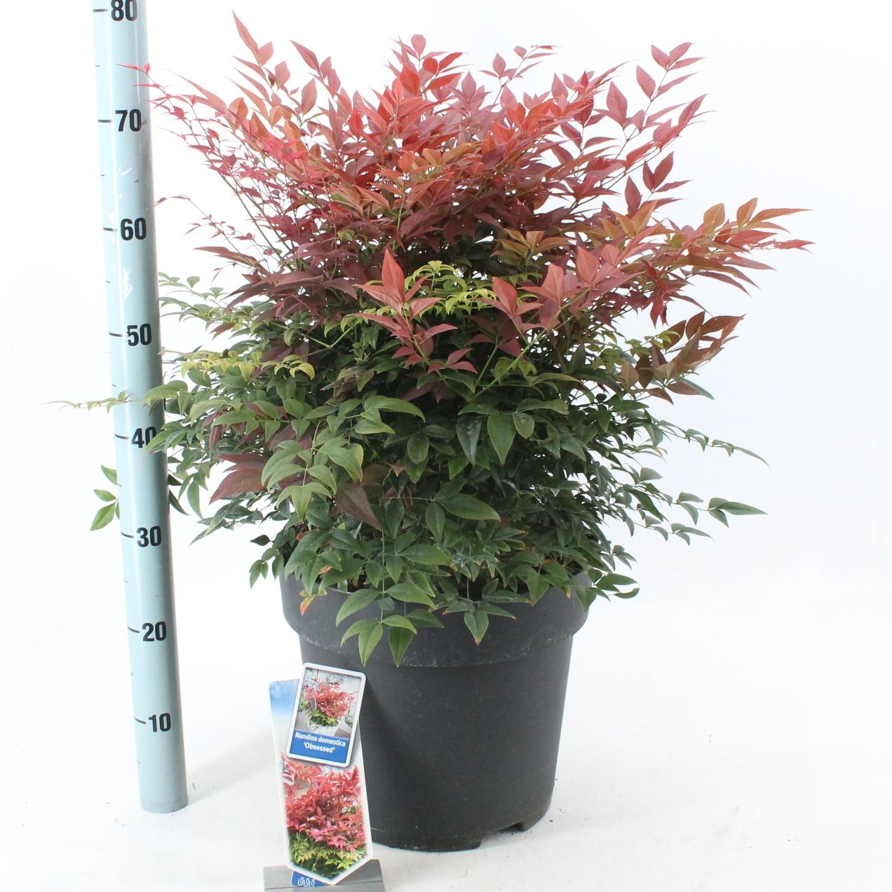 Nandina domestica Obsessed ('Seika'PBR), D 32