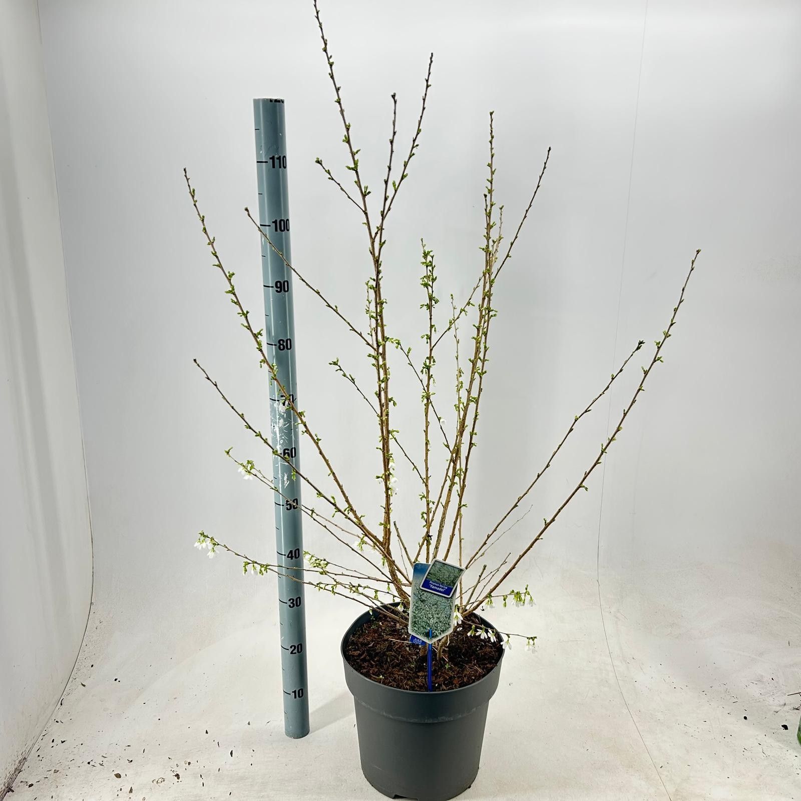 Prunus incisa 'Yamadei', D 32