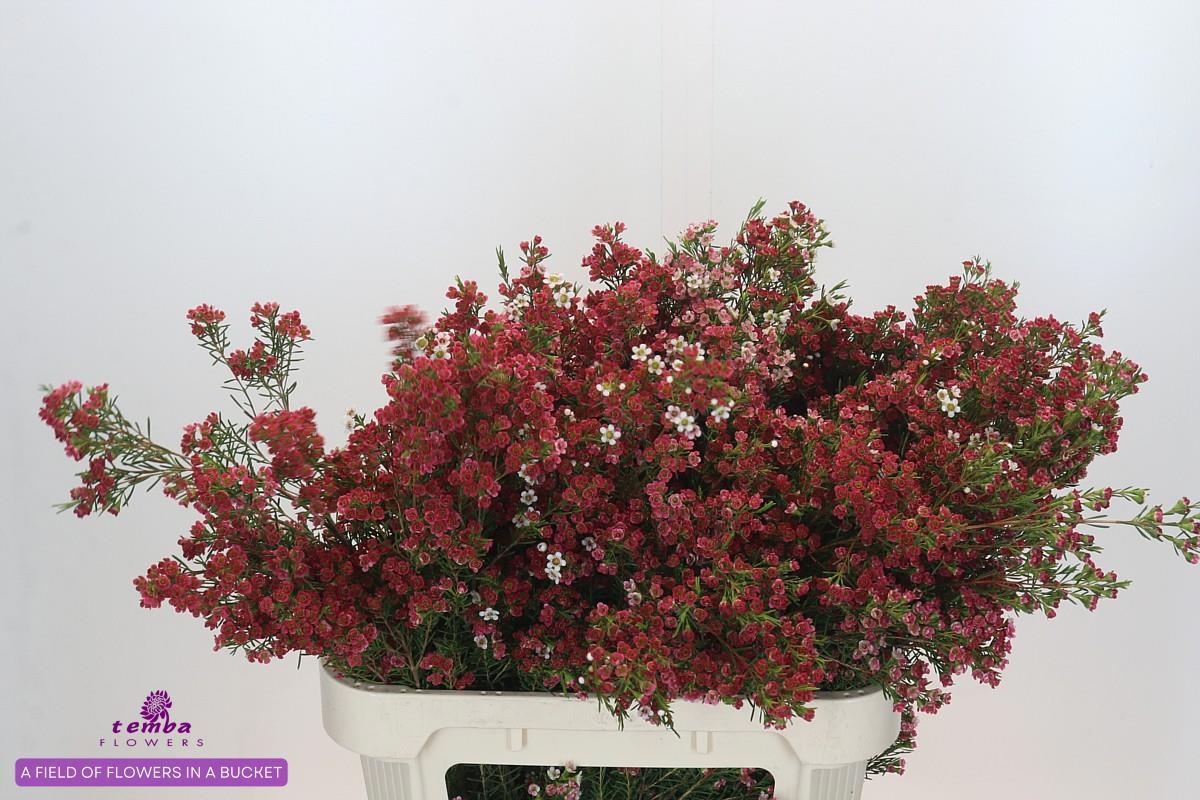 Шамелациум Май Свит Сикстин 80, шт.