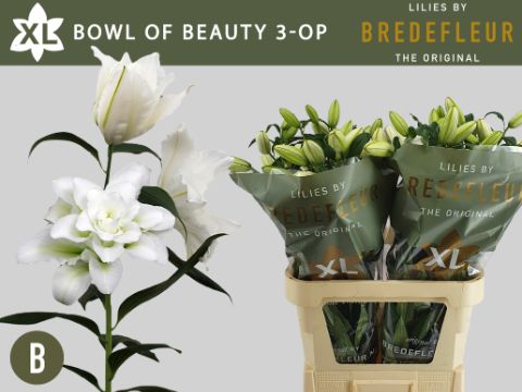 Лилия дв. Боул Оф Бьюти 85 (бел.), шт.