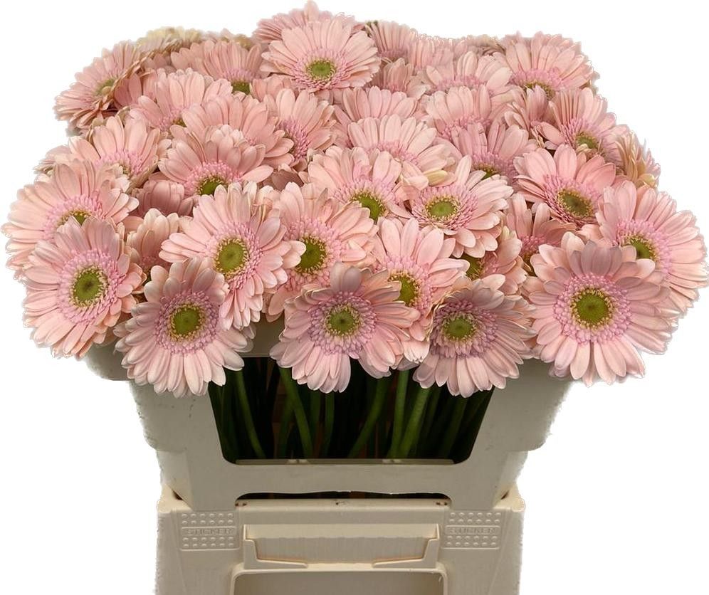 Гермини Али-нор, шт.