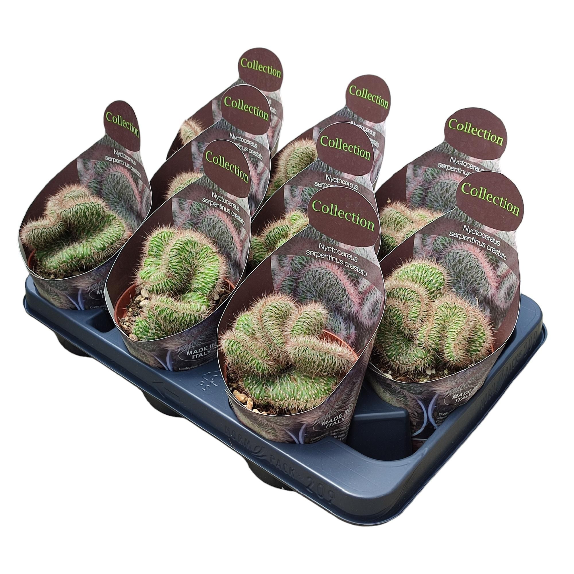 NYCTOCEREUS SERPENTINUS CRESTATO - POT Ø 10,5 - COLLECTION WITH POTCOVER (CACTUS), D 10,5