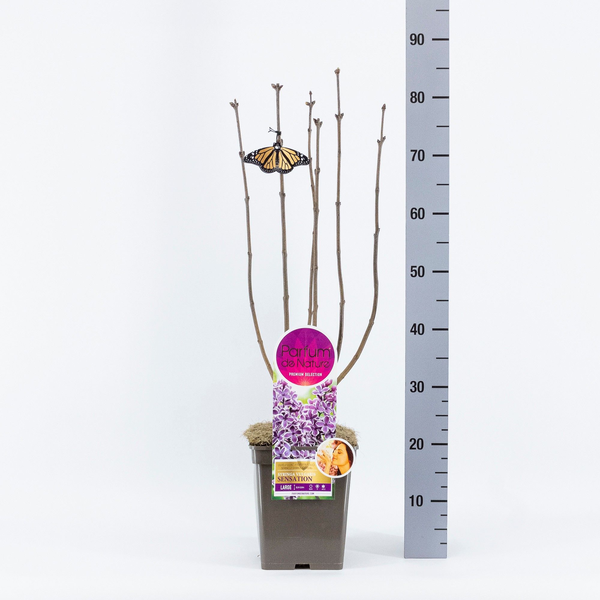 Syringa Sensation, 'Premium Selection', C5, D 23 cm