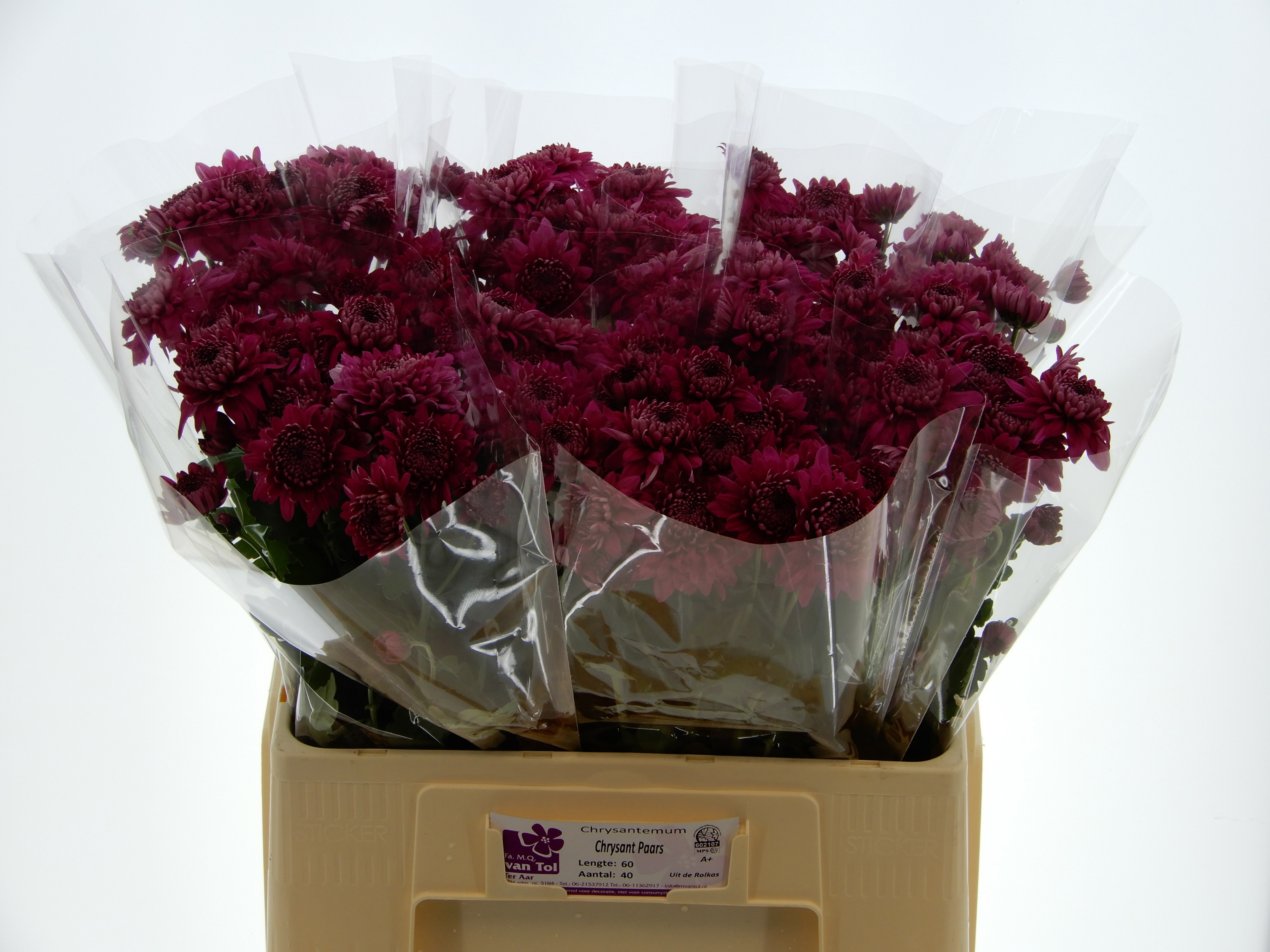 Хризантема куст. Гомпи Перпл 60, шт. Хризантема куст. Гомпи Перпл 60, шт.