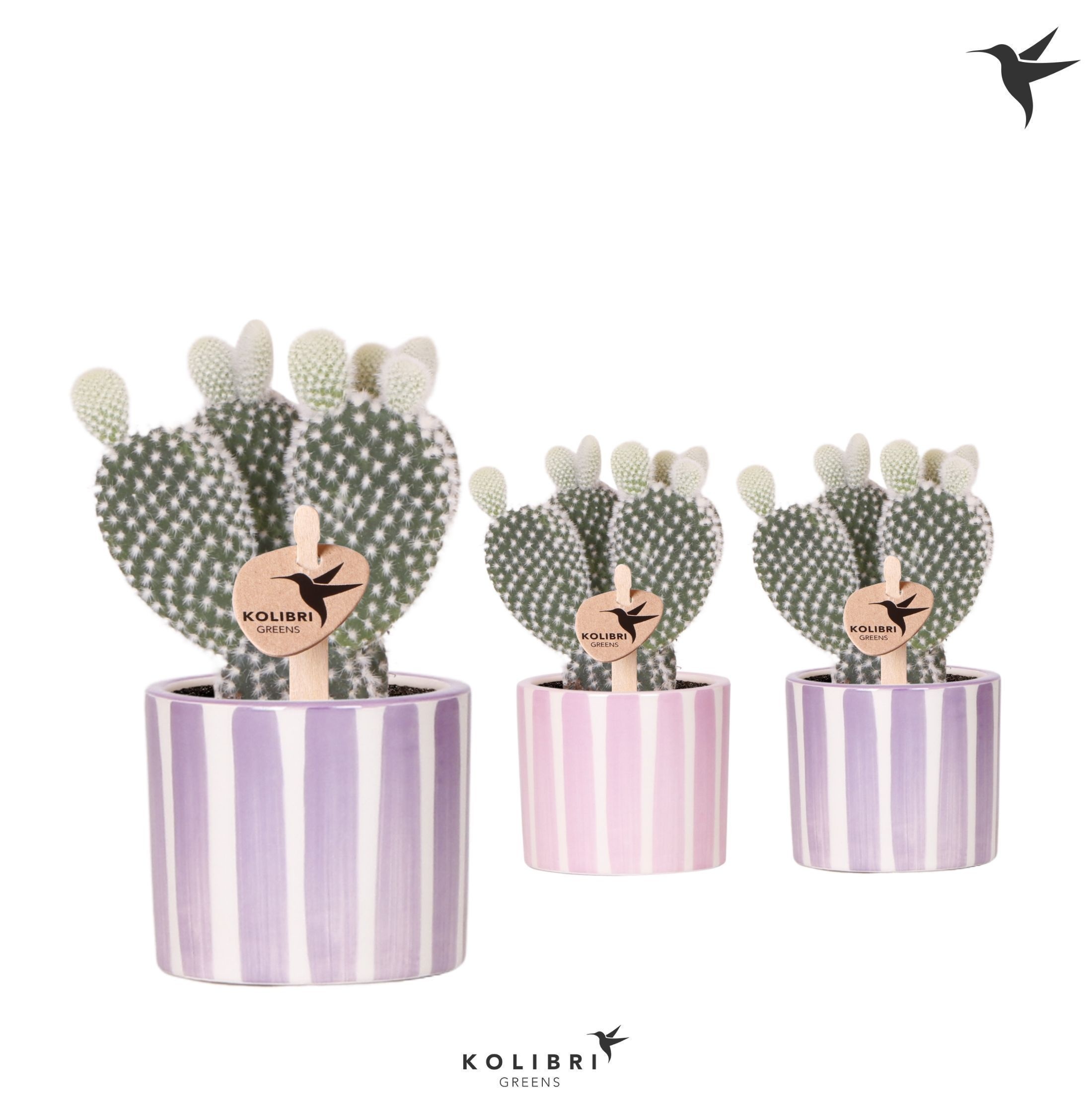 Kolibri Greens Opuntia white in Painted Stripe pot pink mix, D 6 cm
