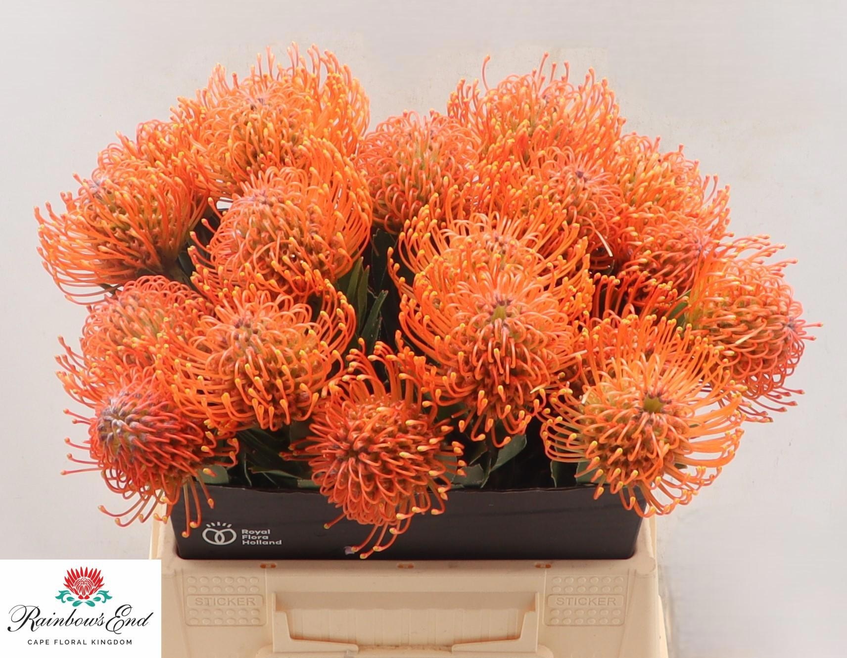 Нутанс Айоба Мандарин Зест 40, шт.