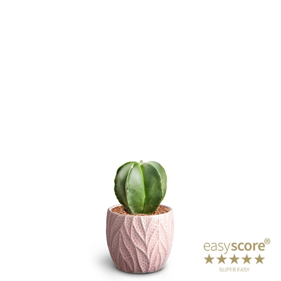 Leaf Rosa, Cactus astrophytum, D 7