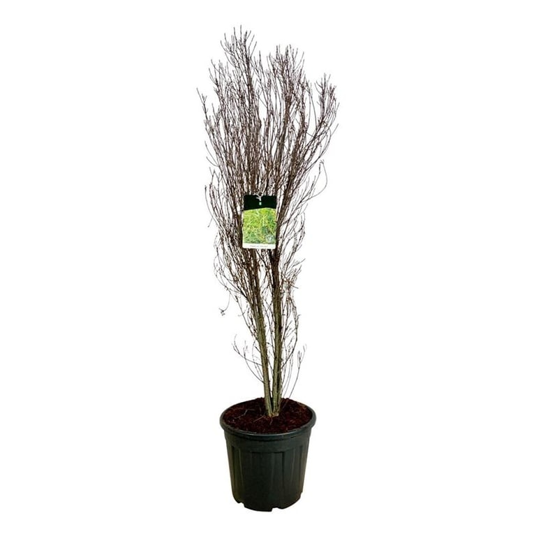 Frangula alnus Fine Line ®, D 40 cm