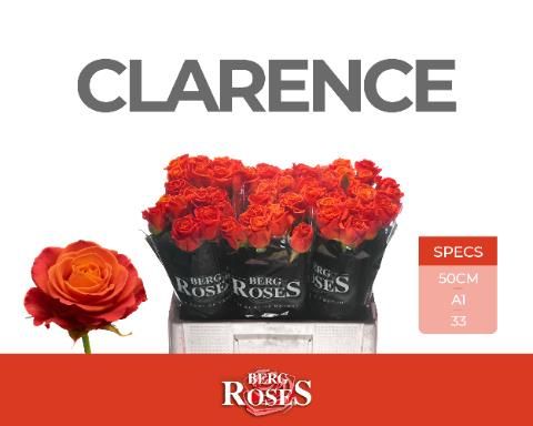 Роза од. Кларенс+ 50, шт.