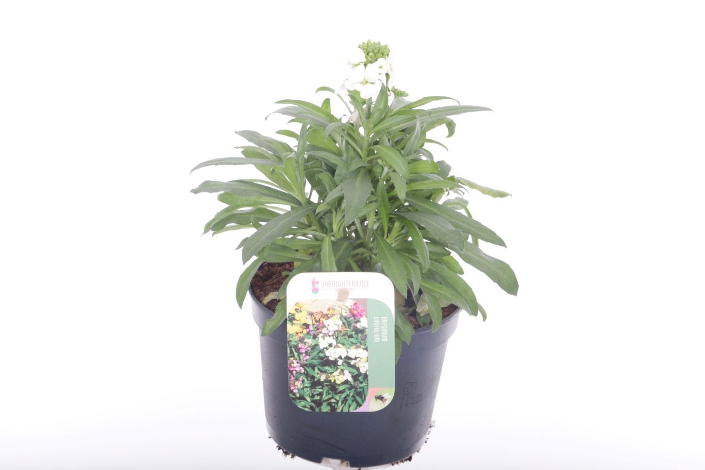 Erysimum lin. Leya White, D 13