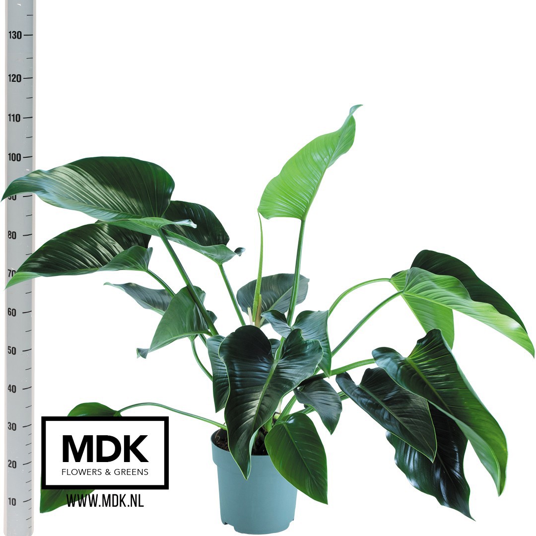Philodendron Green Beauty (Bark), D 30