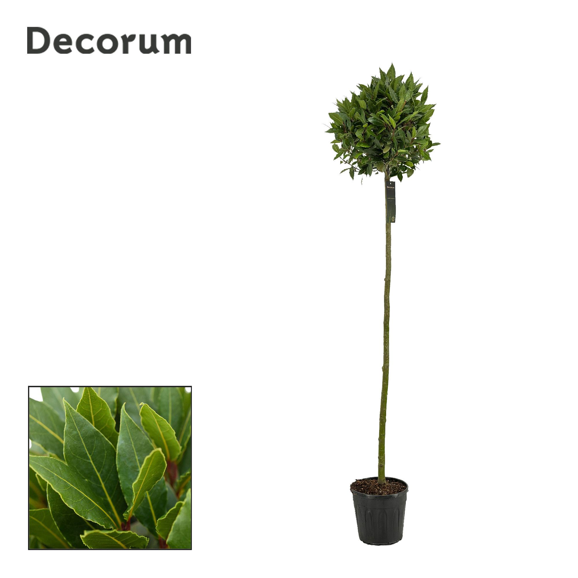 Laurus nobilis Bol op stam, D 25