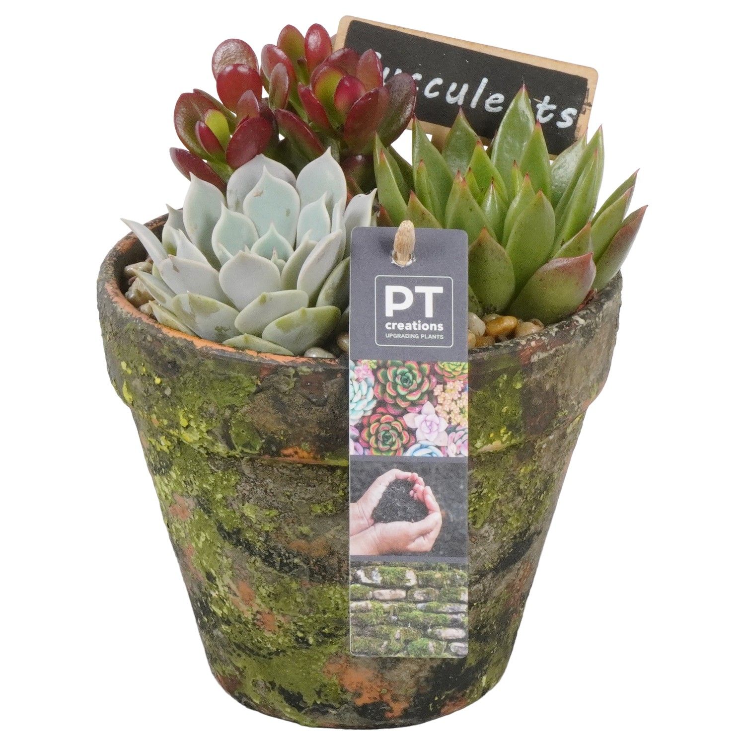 PTSU8434 Arrangement Succulenten in terracotta pot, D 14