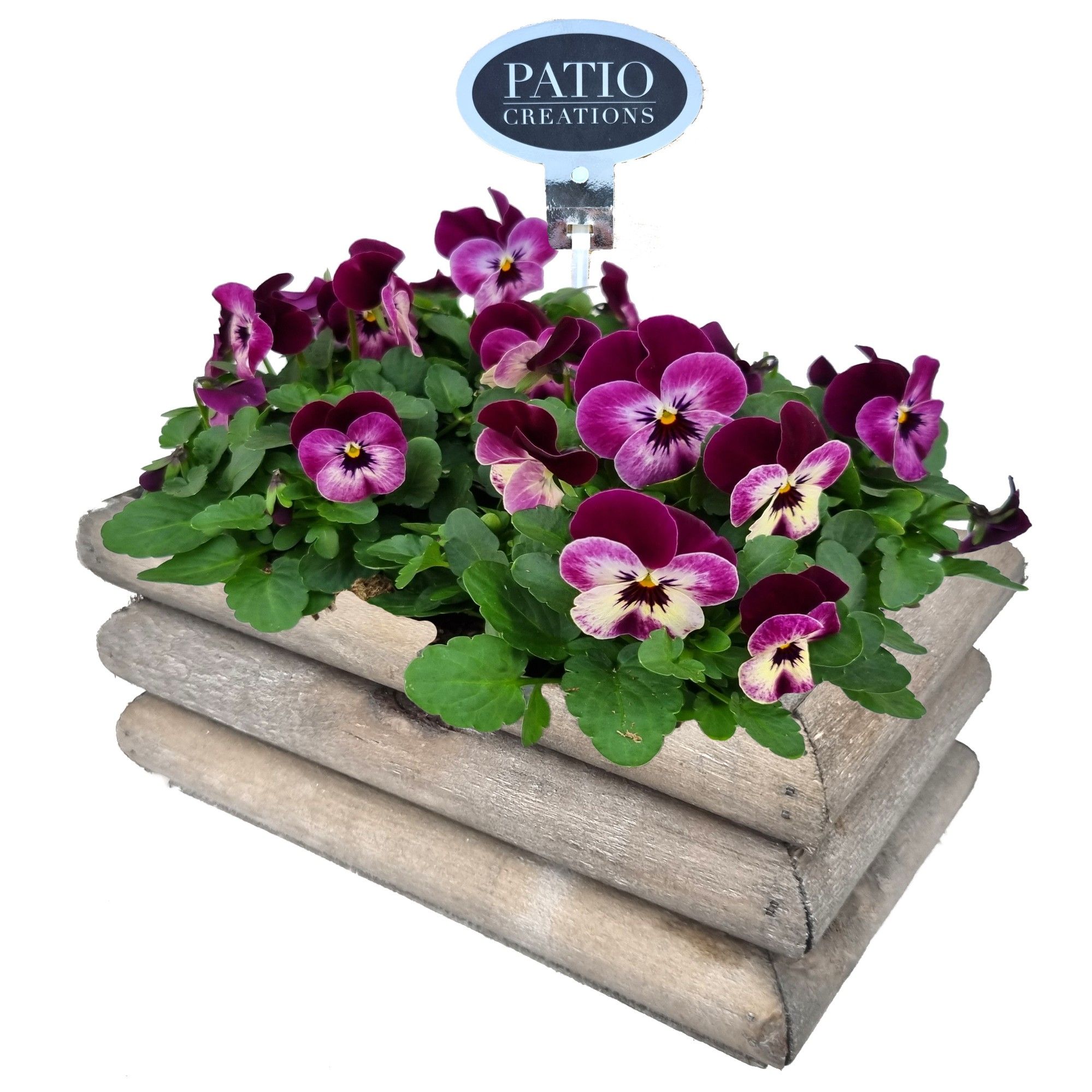 V787-9001 Viola Guus S, D 21 cm