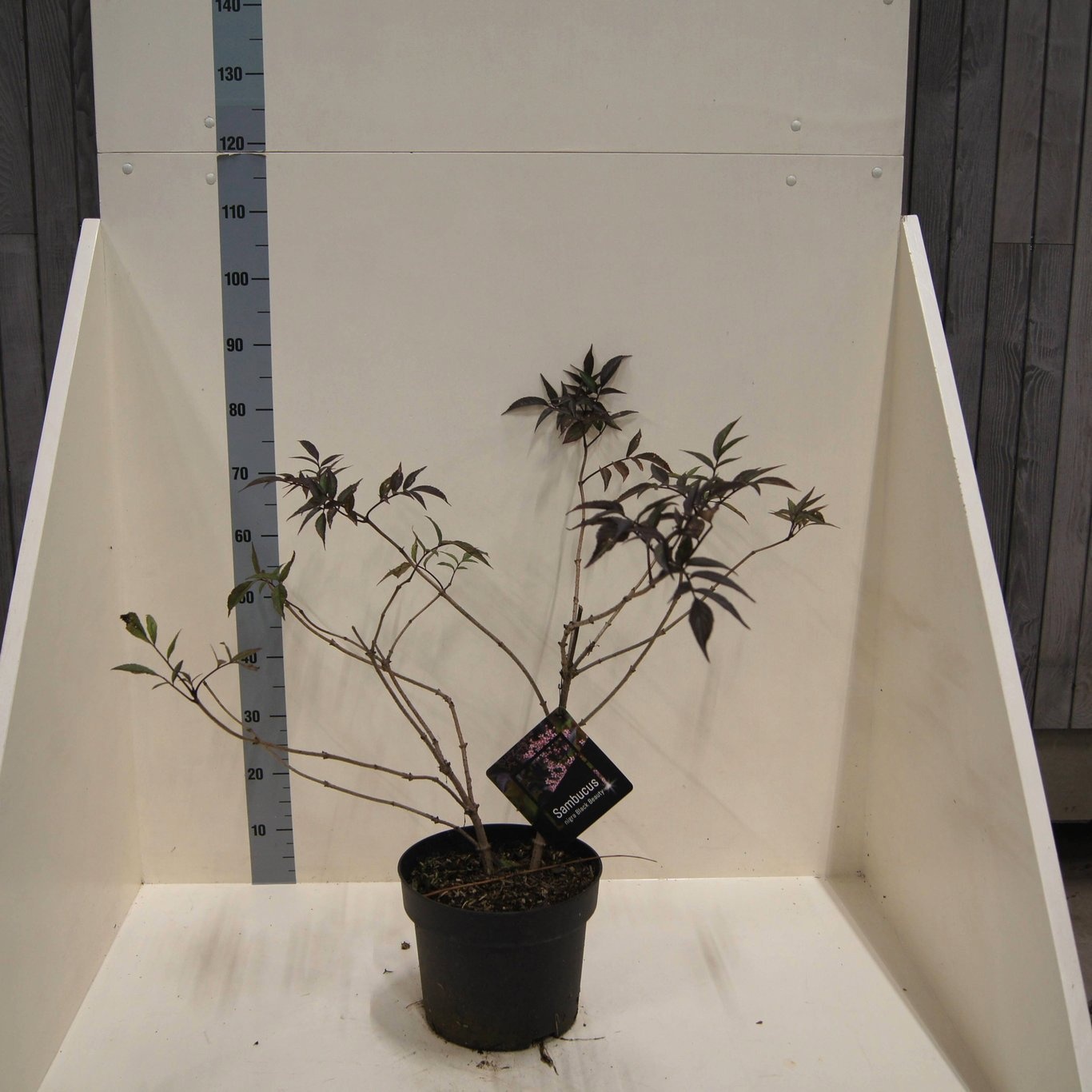 Sambucus nigra Black Beauty, D 28