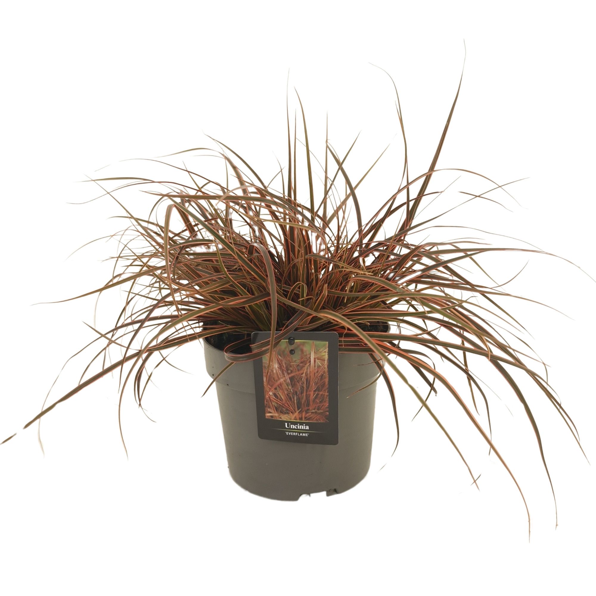 Uncinia Everflame, D 17