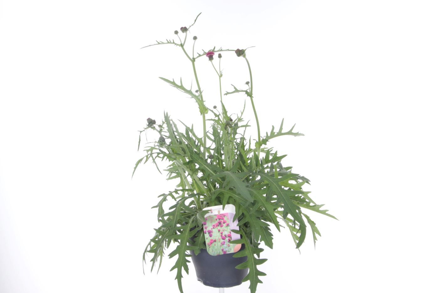 Cirsium riv. Trevors Blue Wonder, D 23