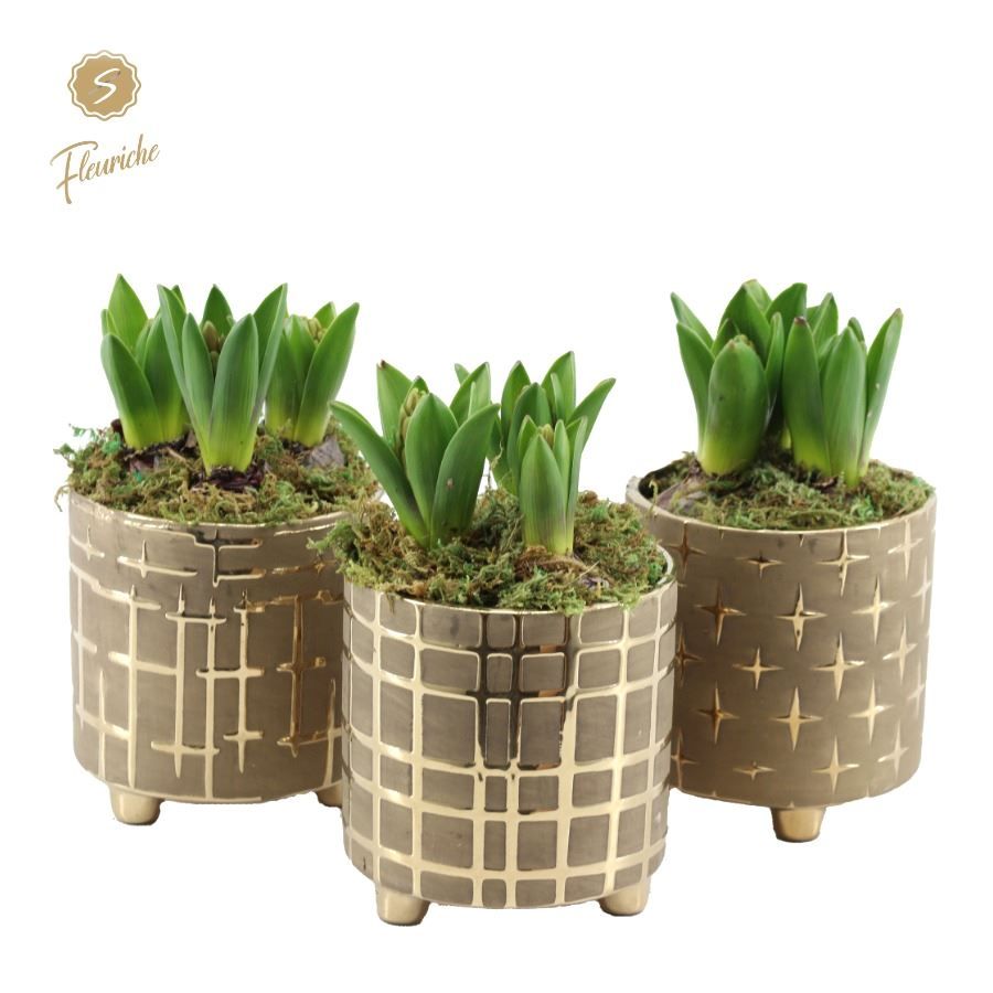 (3621) Hyacint Christmas Chique [L] 3PP Mos, D 16 cm