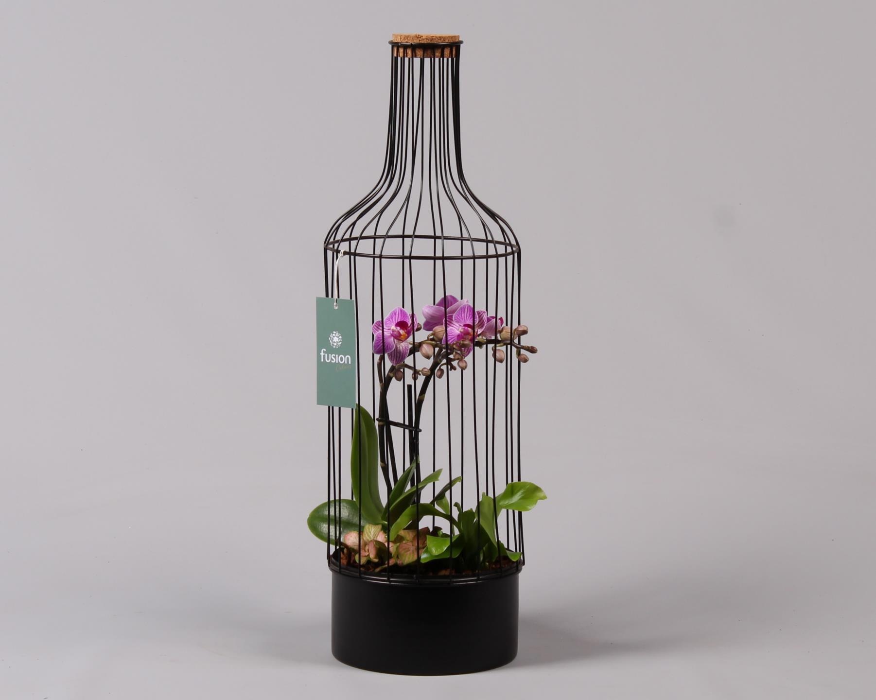 Metaal fles zwart Large met Phalaenopsis Arrangement, D 17