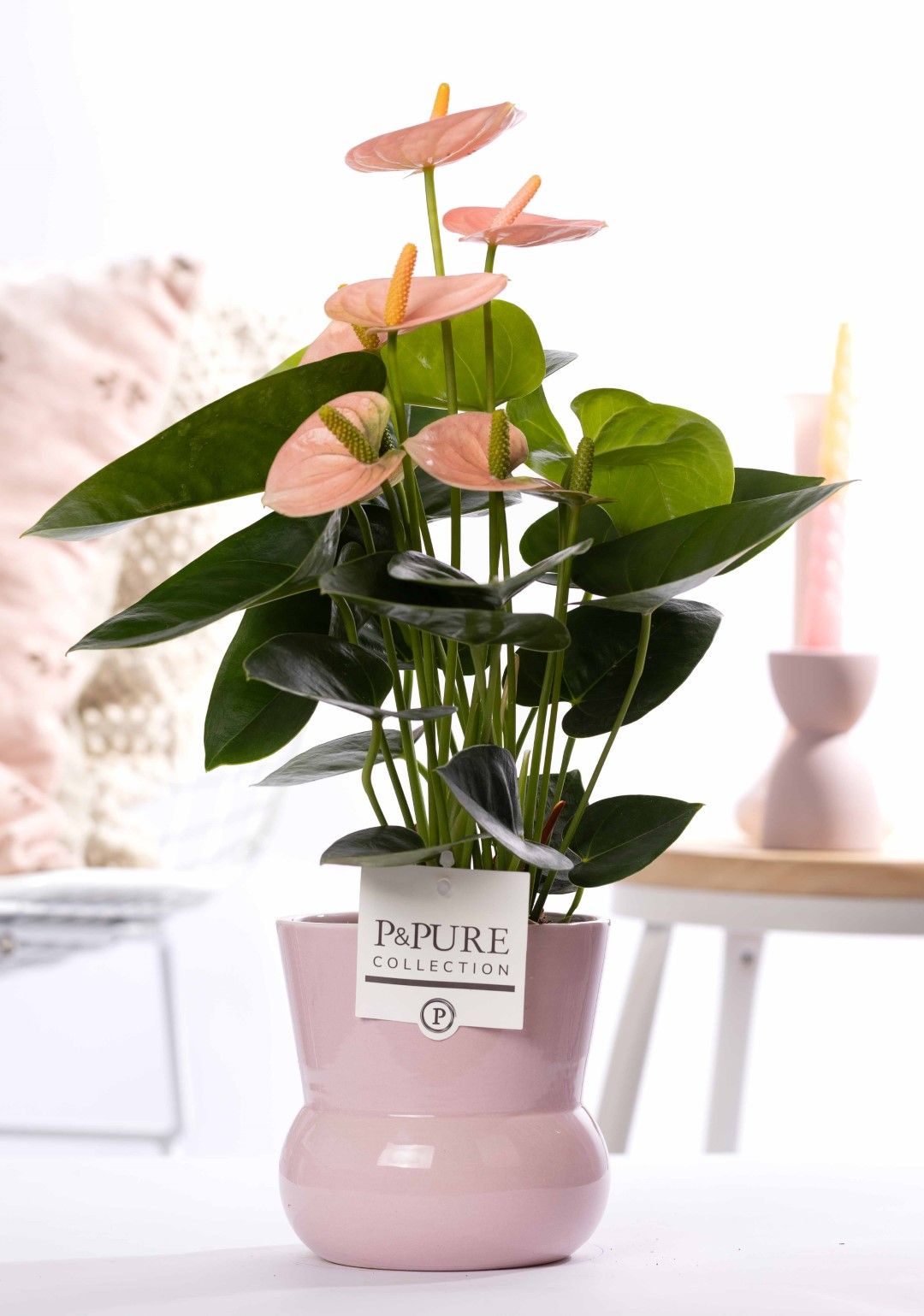 Anthurium pink (Spirit) in P&PURE Plant Vase Maxima pink, D 12