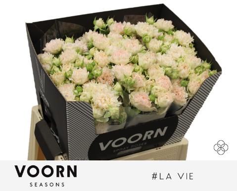 Роза куст. Ля Ви 60, шт.