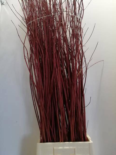 Корнус Альба Сиберика 160, шт.