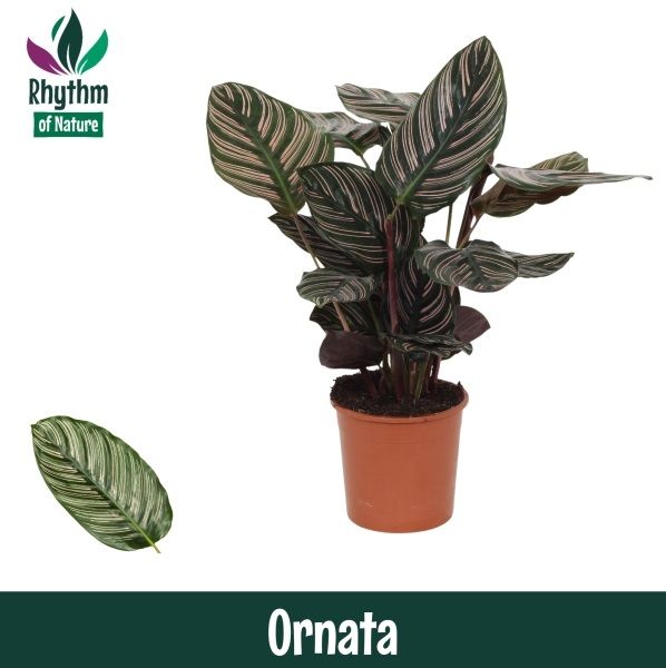 Calathea 14cm Ornata - Rhythm of Nature, D 14