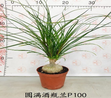 Нолина бокарнея рекурвата 10 40 (предзаказ)