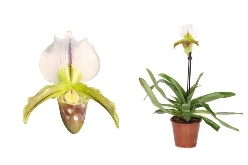 Paphiopedilum p12 leeanum 1bl, D 12