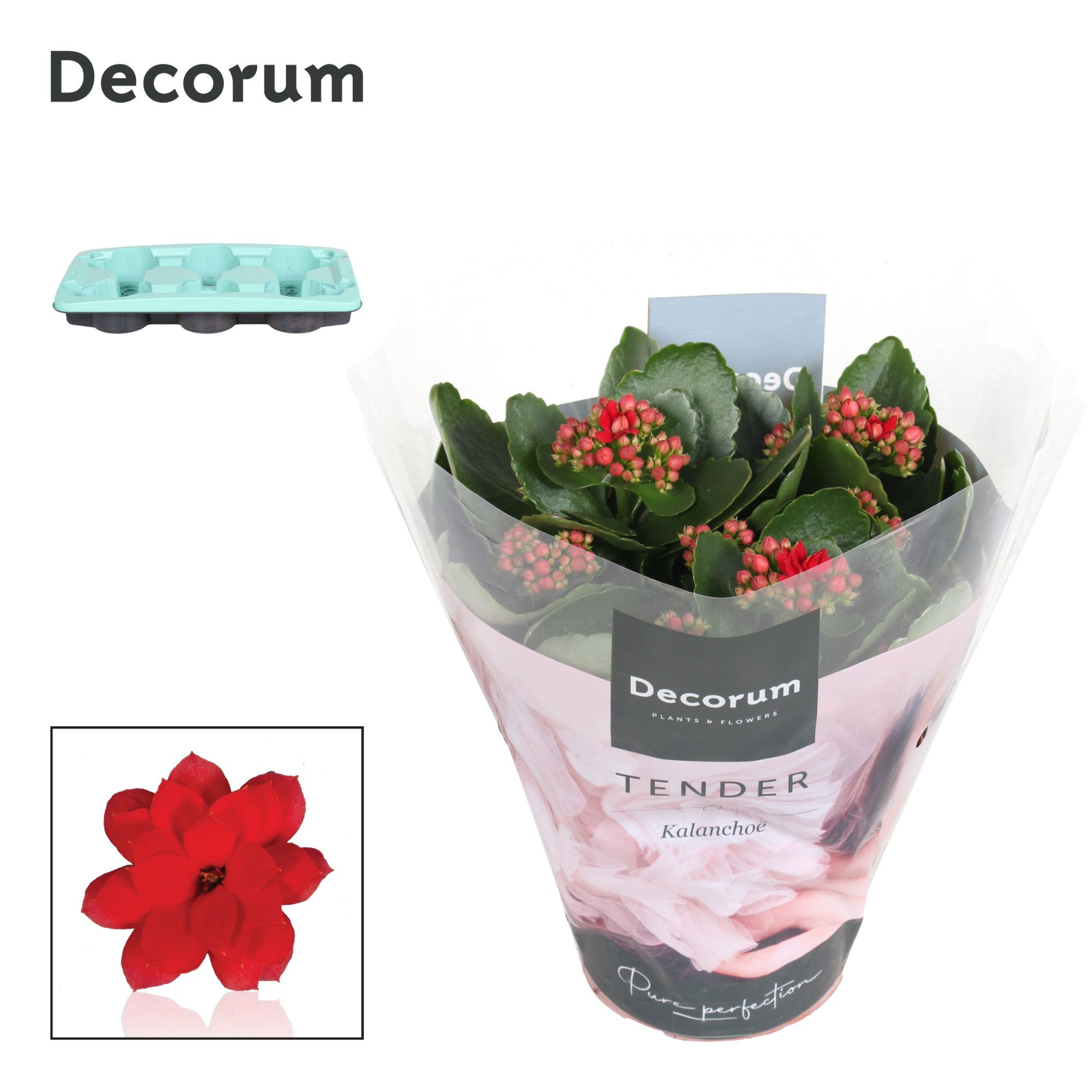 Kalanchoe Decorum TENDER - Serenity Light Red, D 15