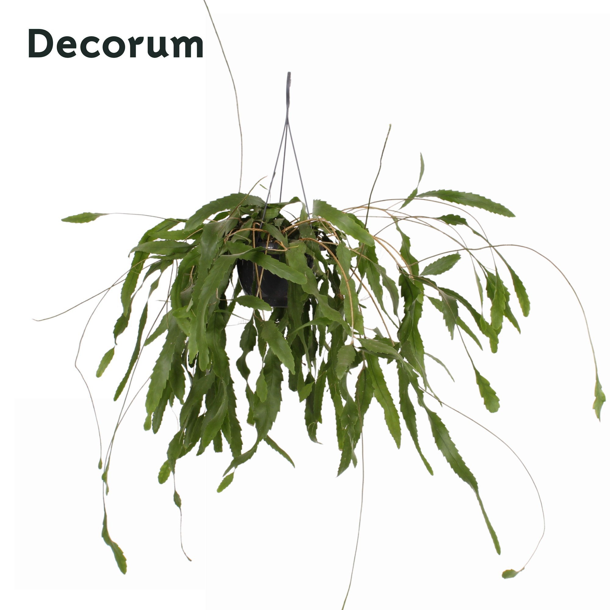 Lepismium houlletianum 21cm, D 21