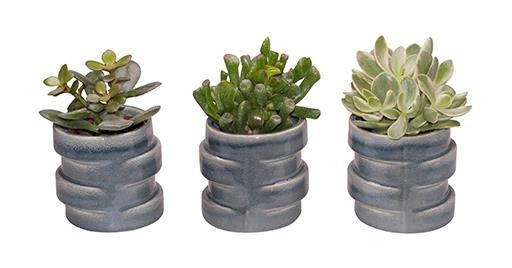 CRASSULA MIX L 65515, D 6 cm CRASSULA MIX L 65515, D 6 cm