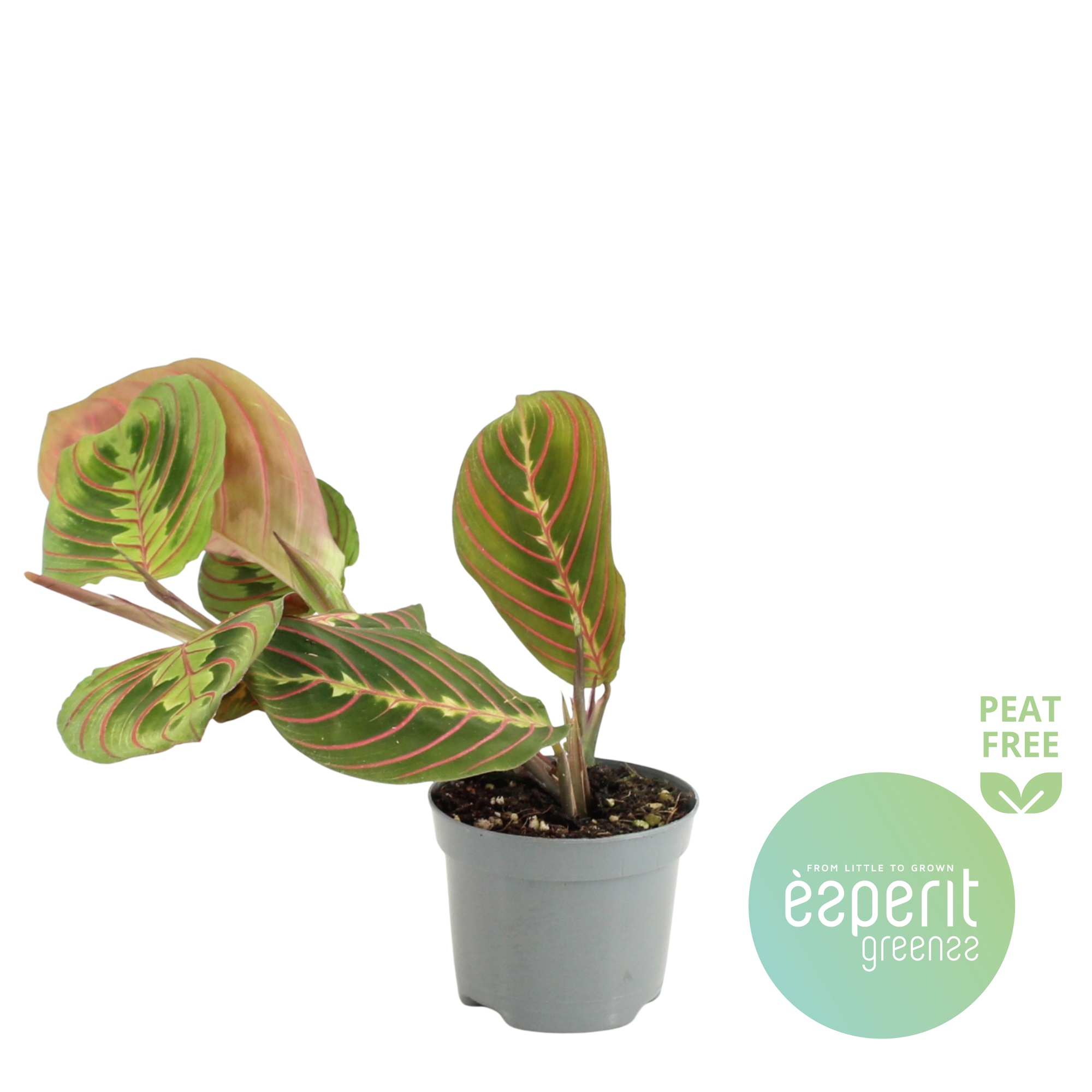 Maranta leuconeura Fascinator, D 8,5