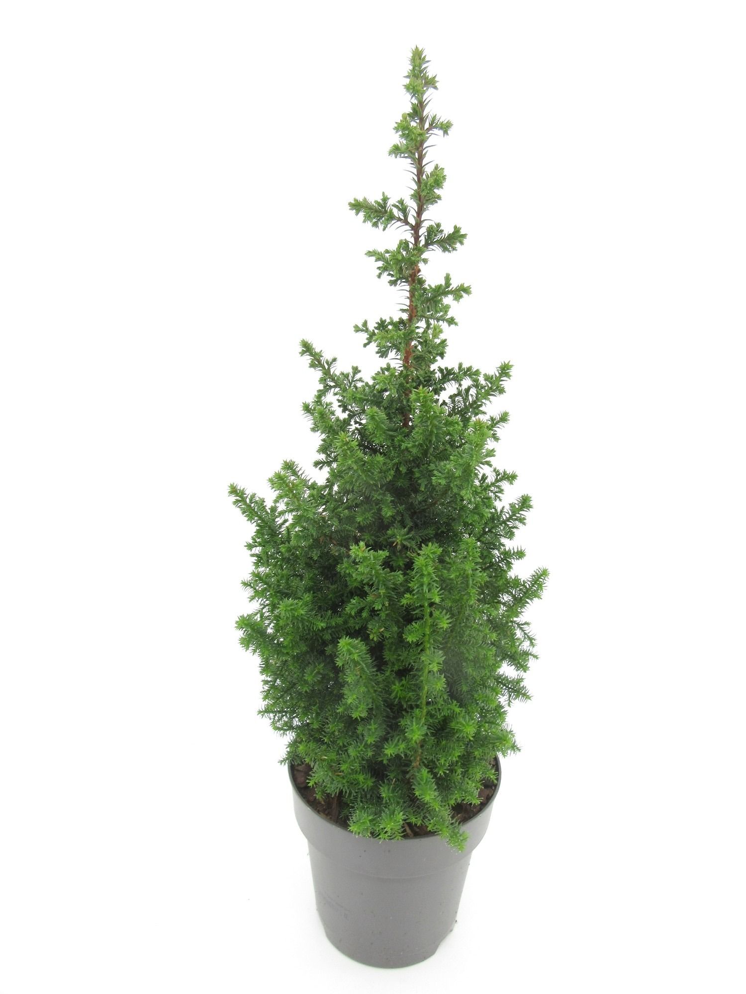 Top Point naturel, D 15 cm