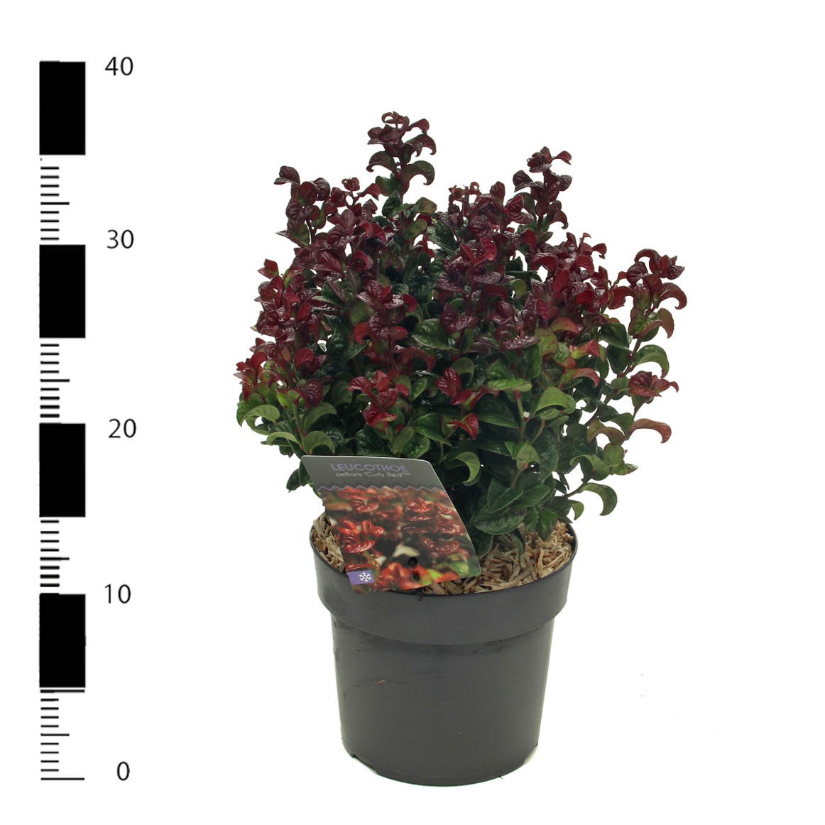 Leucothoe axillaris 'Curly Red', D 17