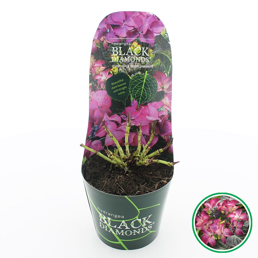 Hydrangea teller Black Diamonds® 'Dark Angel' Paars C2 (17cm.) Potcover, D 17