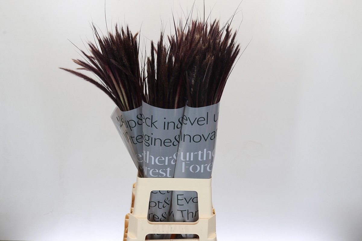 Пенисетум Овериг 80, шт.