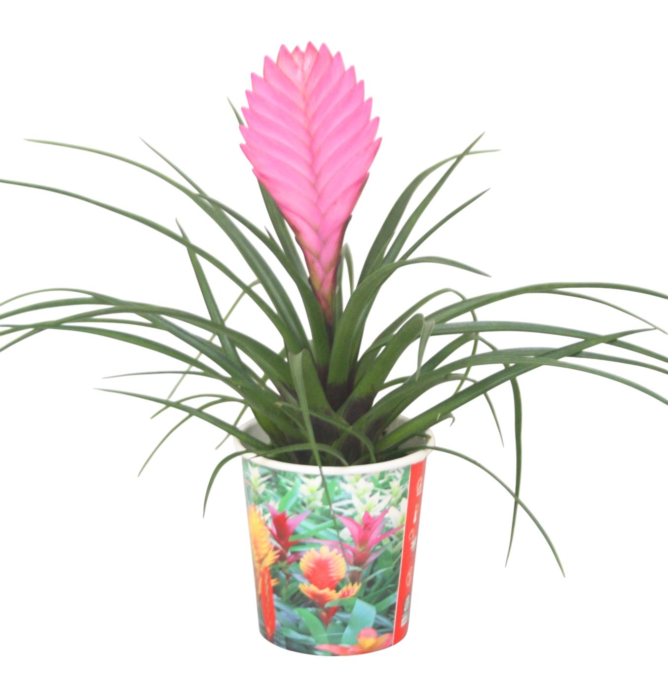 Tillandsia cyanea 'Anita' in smartcup, D 10